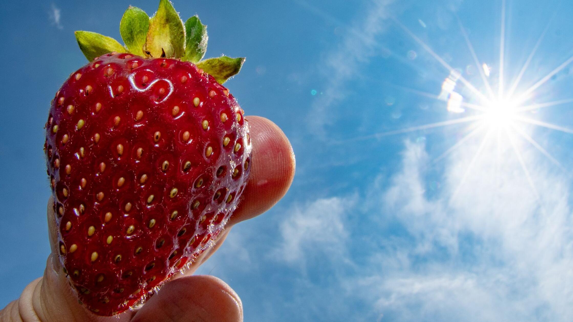 Bavarska letina špargljev in jagod se je zmanjšala