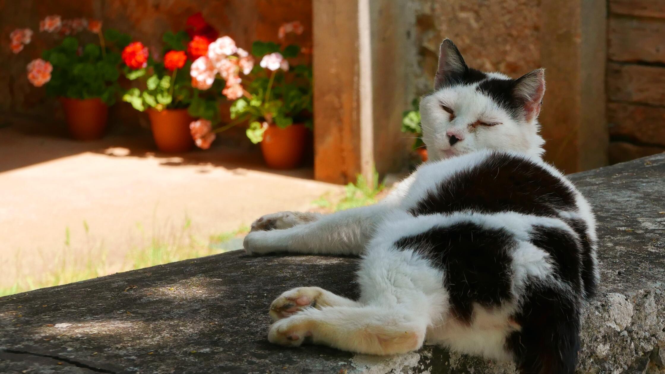 Istrien Kroatien Niese 2025 Bale Mon Perin