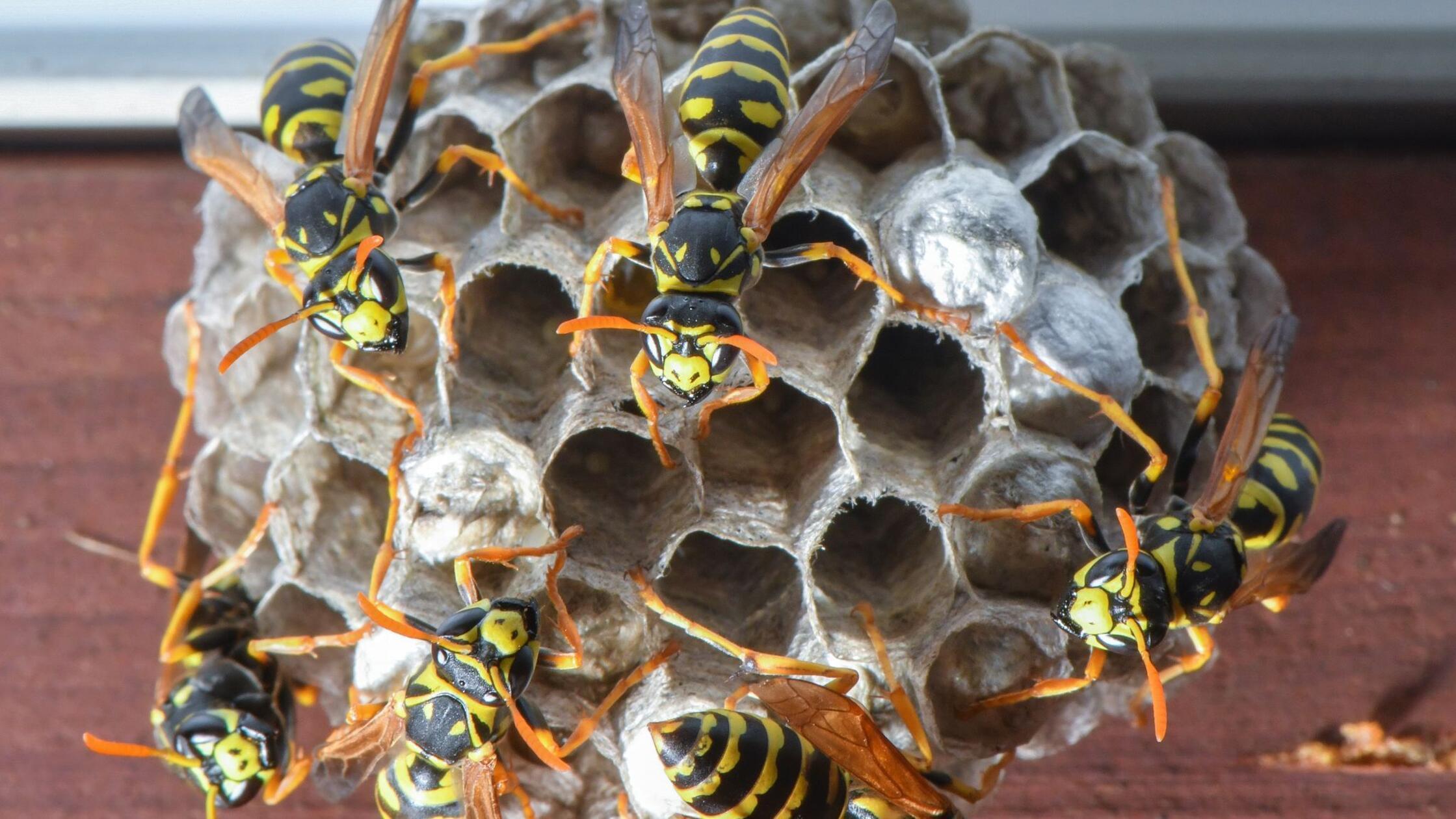 Otroci po pikih os v paniki med šolskim izletom v Niederbayernu