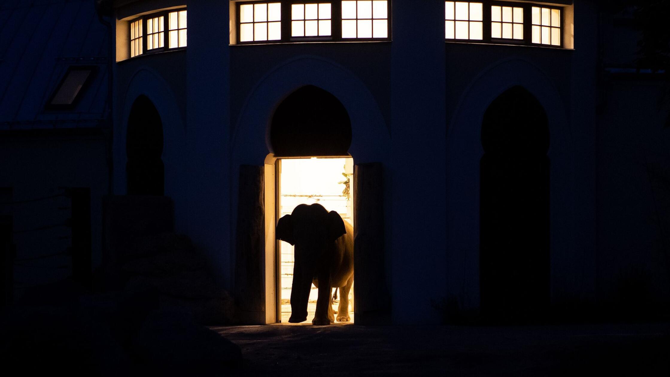 Smrt Otta povzročila napetosti med sloni v Hellabrunnu