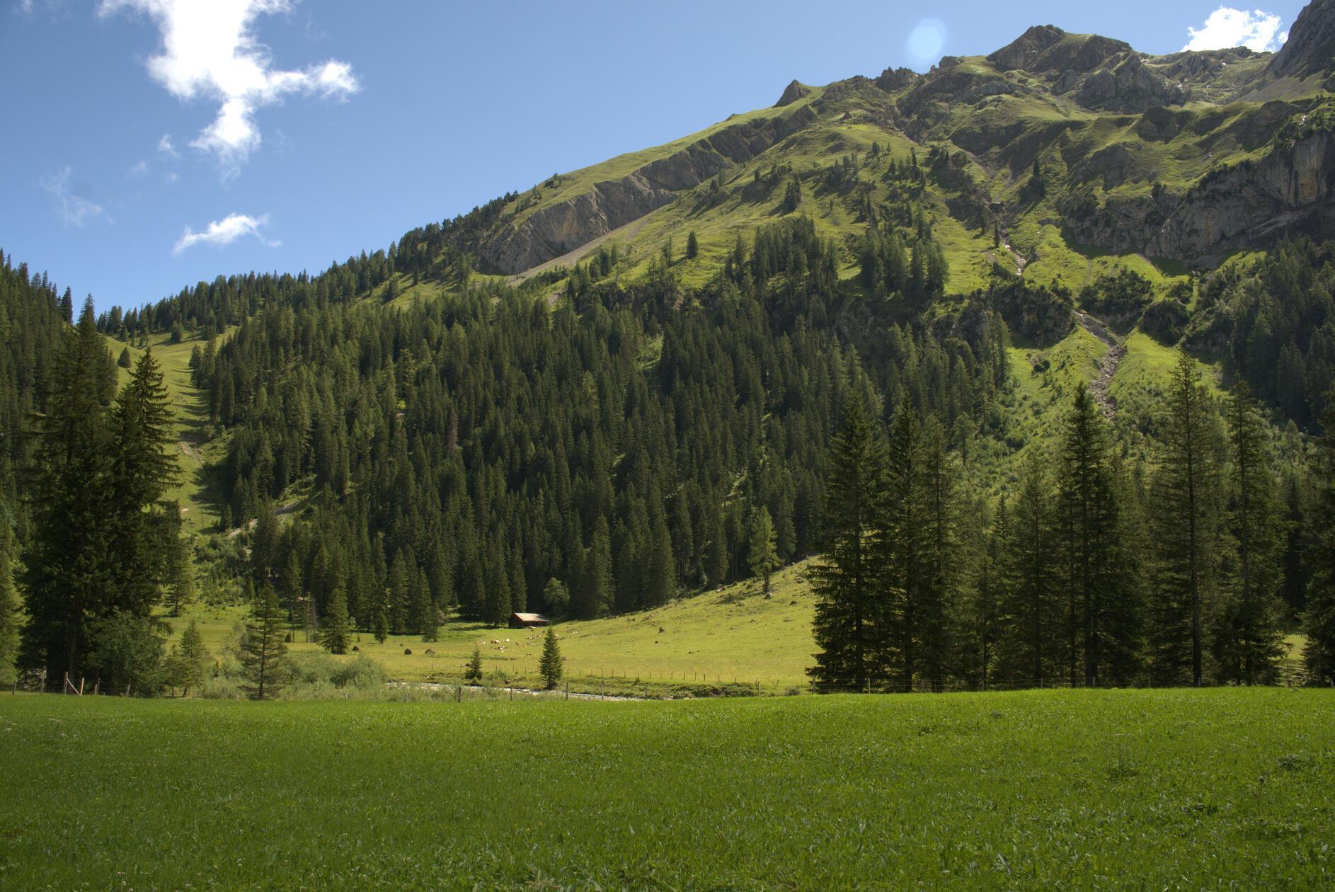 Ab der Iffigenalp geht es ein kurzes Stück über den Asphaltweg zurück und dann rechts ins Feld – über einen Bachlauf hinweg und zwischen grünen Wiesen hindurch, auf denen Kühe grasen.