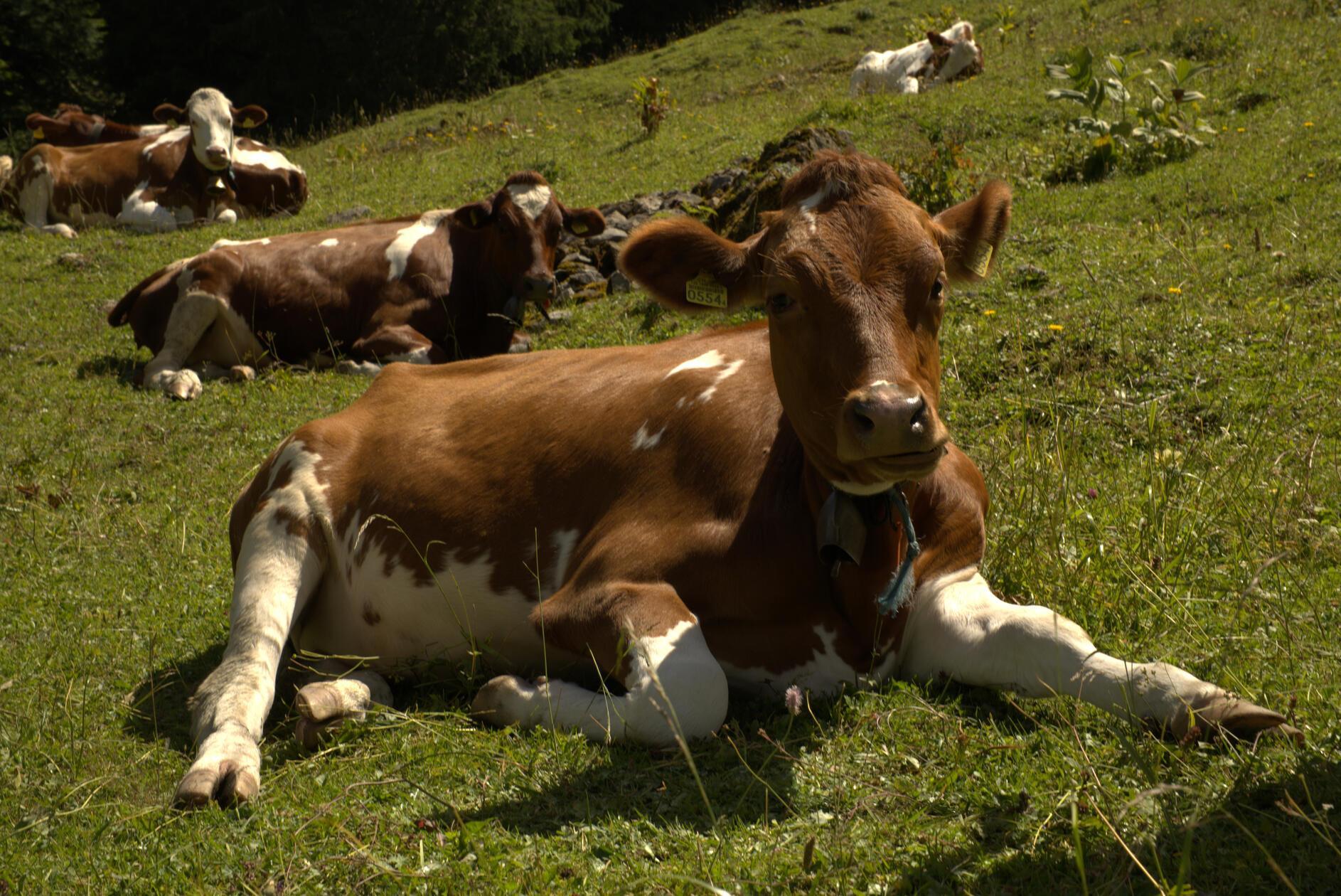 Begleitet vom Klingen der Kuhglocken wird der erste Anstieg gemeistert. Zur Mittagszeit entspannen hier einpaar Jungrinder in der Sonne. Sie sind ein bis zweieinhalb Jahre alt. Im Simmentaler Dialekt werden diese Rinder als „Gusti“ bezeichnet. Mit dem ersten Kalben wird ein „Gusti“ zur Kuh.
