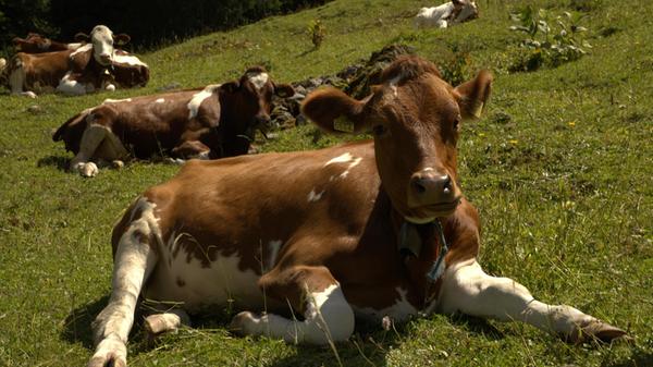 Begleitet vom Klingen der Kuhglocken wird der erste Anstieg gemeistert. Zur Mittagszeit entspannen hier einpaar Jungrinder in der Sonne. Sie sind ein bis zweieinhalb Jahre alt. Im Simmentaler Dialekt werden diese Rinder als „Gusti“ bezeichnet. Mit dem ersten Kalben wird ein „Gusti“ zur Kuh.