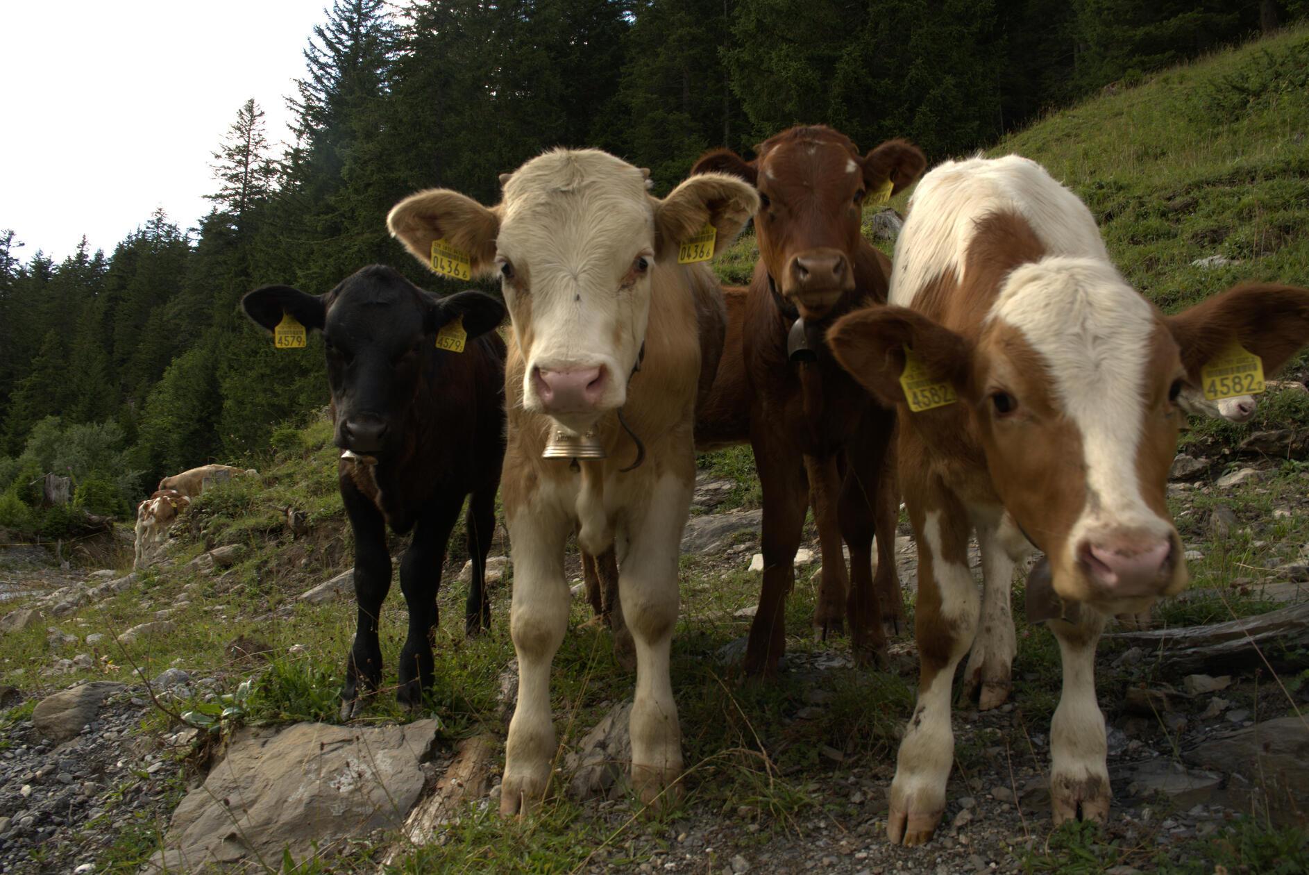 Von der Langermatte aus geht es stetig bergab dem Tal entgegen: Vorbei an grasenden Kühen und – wenn man Glück hat – spielenden Kälbern im Simmental.