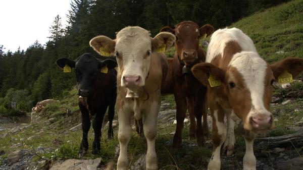 Von der Langermatte aus geht es stetig bergab dem Tal entgegen: Vorbei an grasenden Kühen und – wenn man Glück hat – spielenden Kälbern im Simmental.