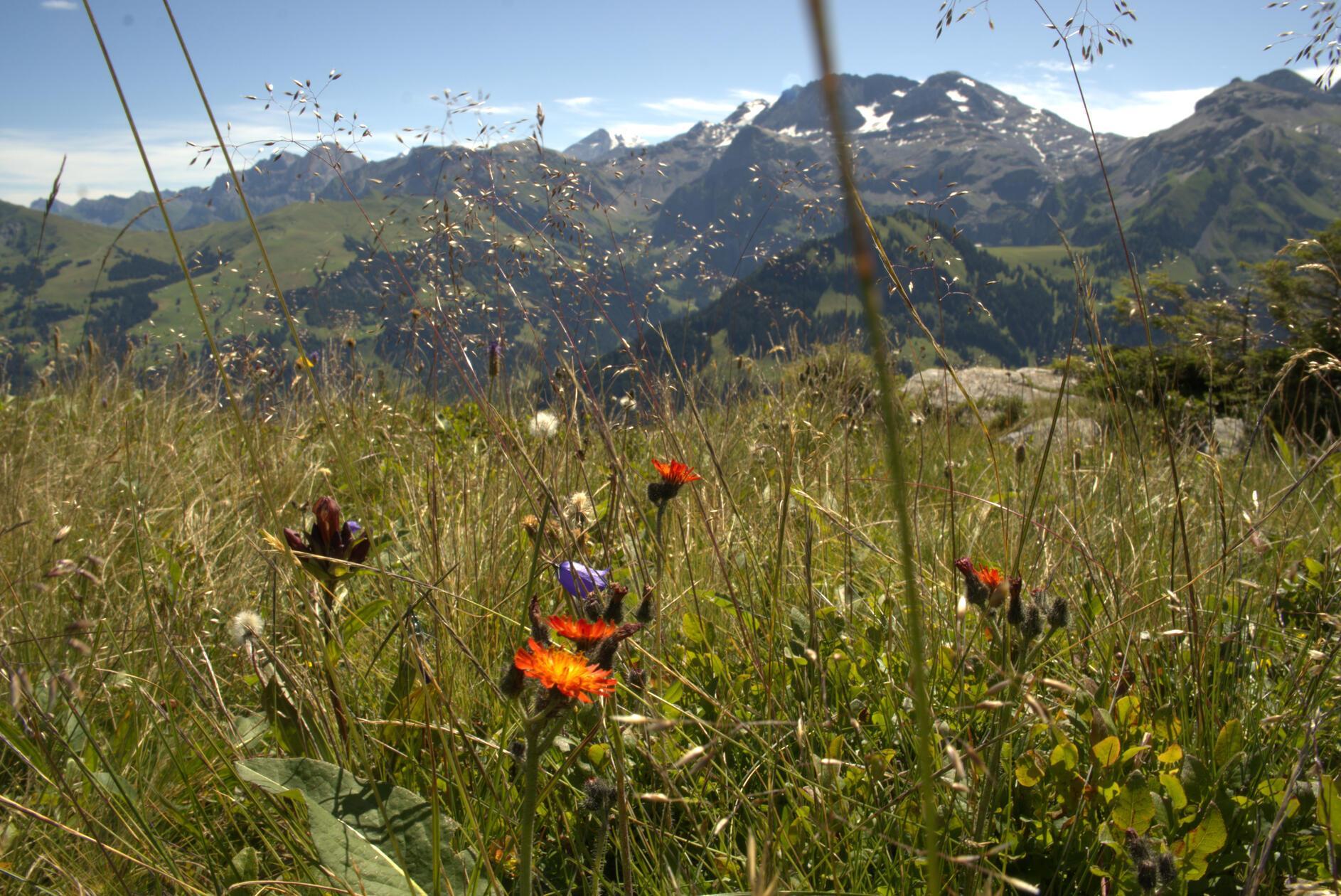 Wer mehr über die Flora der Alpen lernen will, sollte den Alpenblumenweg auf dem Betelberg an der Lenk begehen: einen 1,8 Kilometer langen Rundweg, an dem über 300 verschiedene Arten von Alpenblumen, Gräsern und Flechten wachsen.