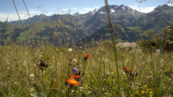 Wer mehr über die Flora der Alpen lernen will, sollte den Alpenblumenweg auf dem Betelberg an der Lenk begehen: einen 1,8 Kilometer langen Rundweg, an dem über 300 verschiedene Arten von Alpenblumen, Gräsern und Flechten wachsen.
