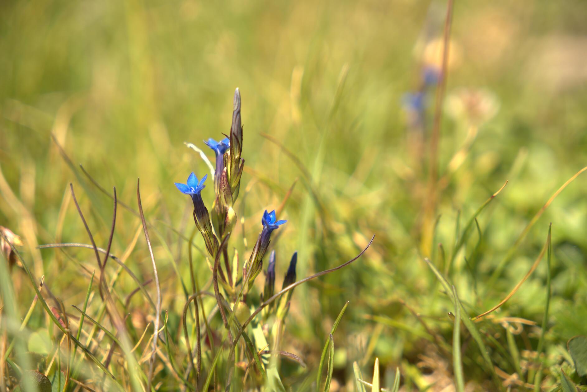 Man kann ihn auch mit einer echten Wildblumenexpertin begehen kann: Margrit Dubi. Der Alpenblumenweg beginnt an der Bergstation Leiterli.