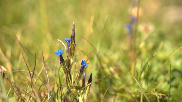 Man kann ihn auch mit einer echten Wildblumenexpertin begehen kann: Margrit Dubi. Der Alpenblumenweg beginnt an der Bergstation Leiterli.