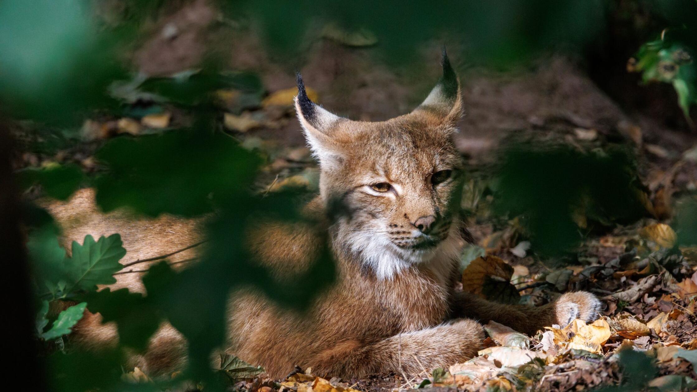 Achter Luchs im Schwarzwald: Das ist Martins Aufgabe