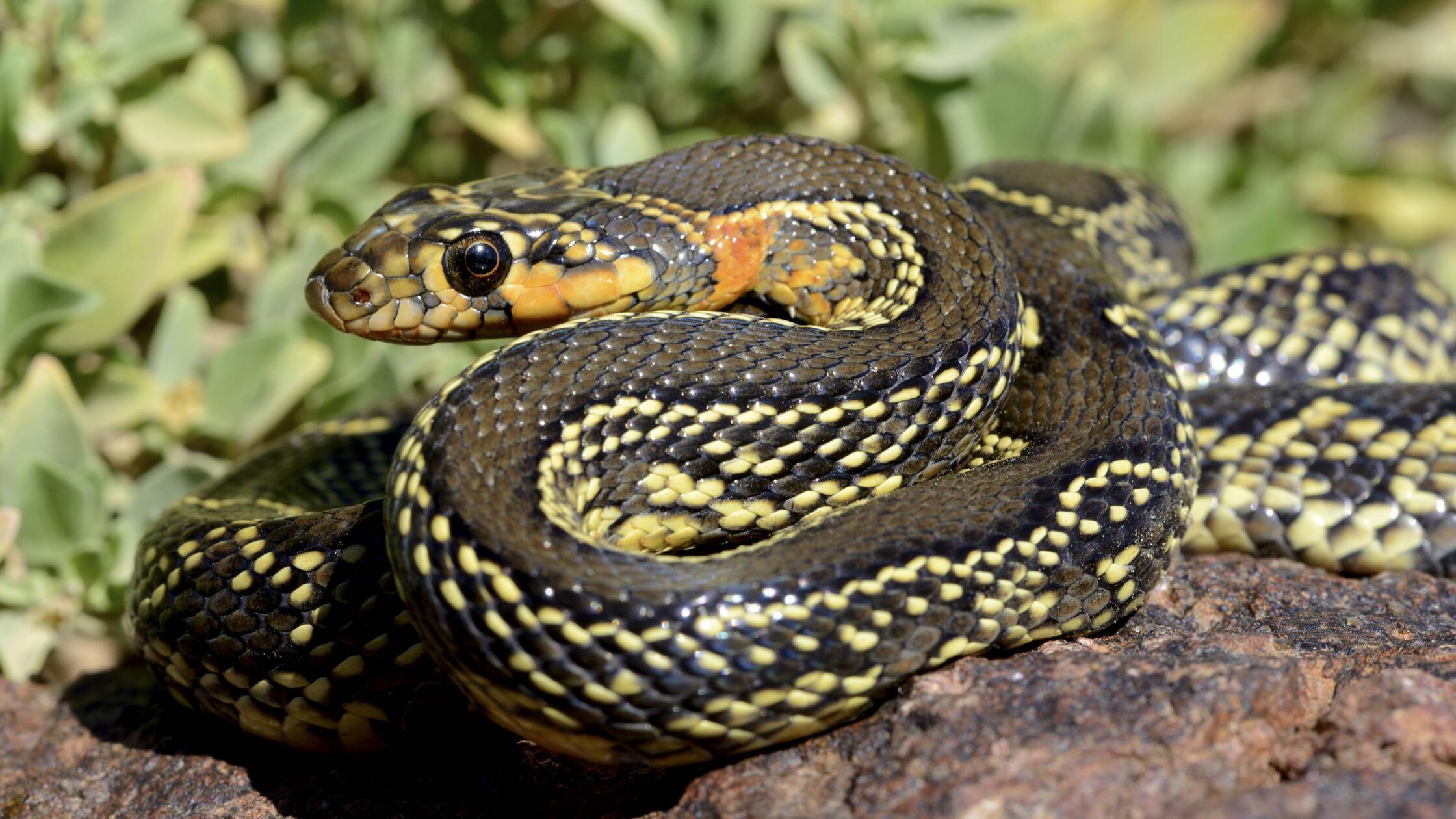 "Besorgniserregend": Schlangen-Plage auf beliebter Urlaubsinsel - das müssen Touristen wissen