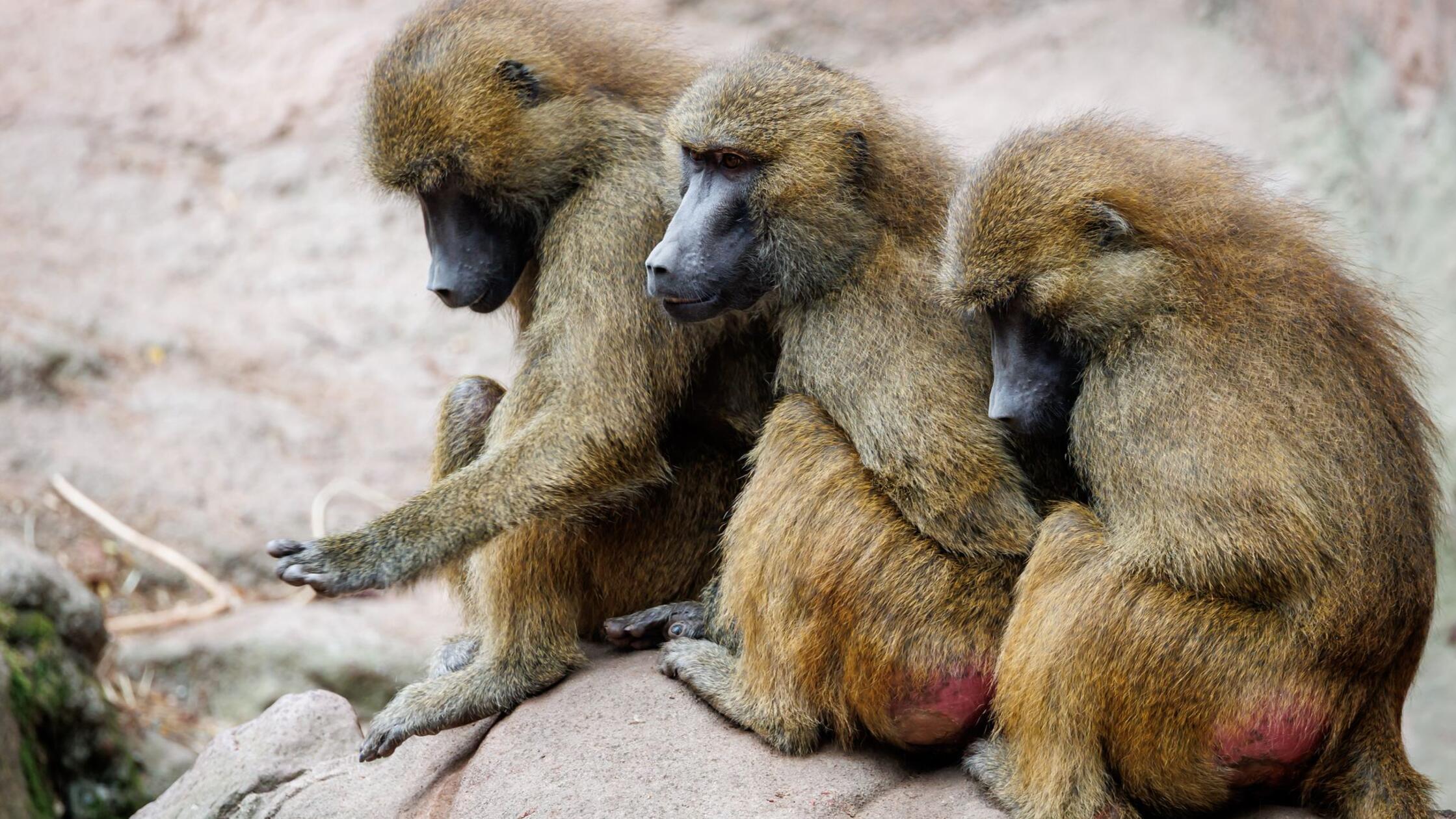 Wieso sollen Paviane im Nürnberger Tiergarten sterben?