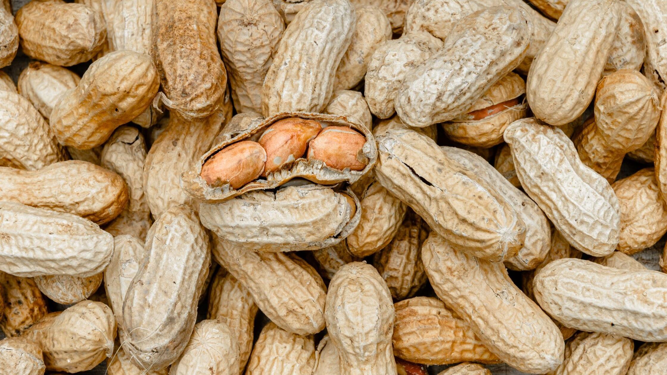 Bluttest könnte Wirksamkeit von Erdnuss-Therapie vorhersagen