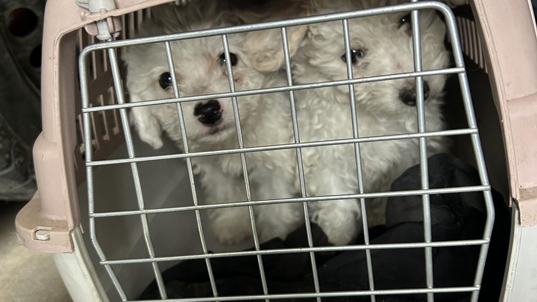 Zoll entdeckt Hundewelpen in viel zu kleinen Katzenboxen