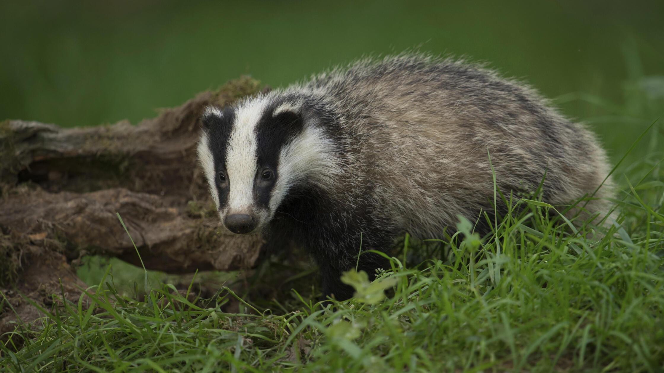 Toter Dachs an Bushaltestelle in der Oberpfalz aufgehängt - Polizei spricht von „widerlichem Scherz“