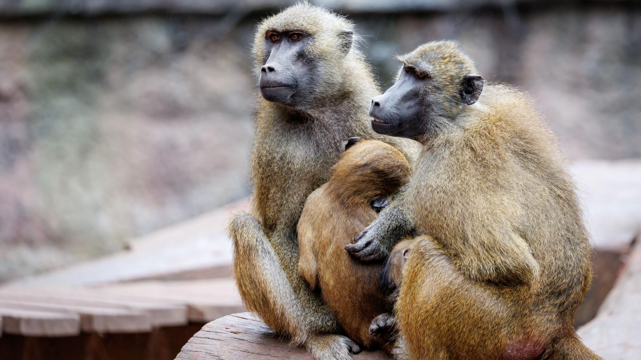 Tiergarten in Nürnberg heute geschlossen - Zuvor bekanntgegeben, dass Pavian-Tötung vorbereitet wird