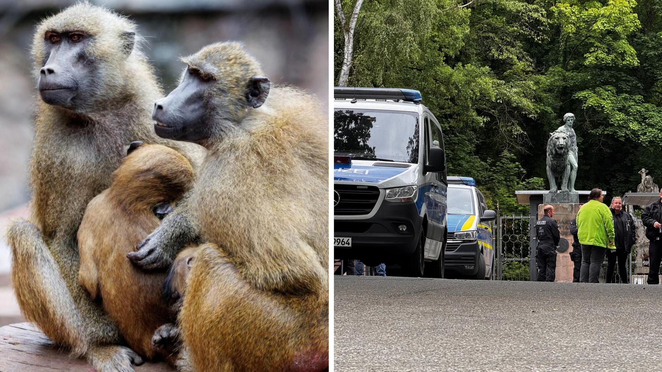 Tiergarten Nürnberg heute geschlossen, Polizei vor Ort: Werden heute die Paviane getötet?