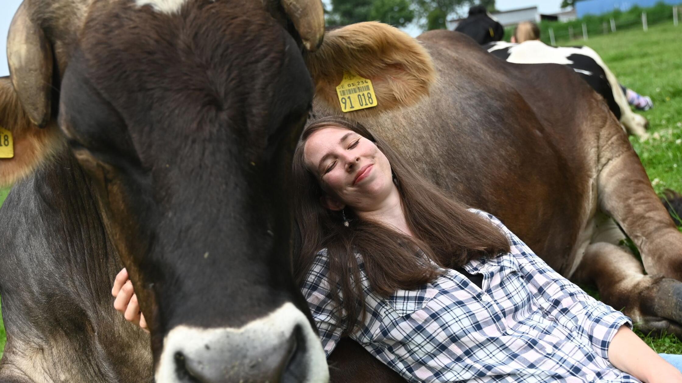 Kuh-Kuscheln: Entspannen mit Rindern