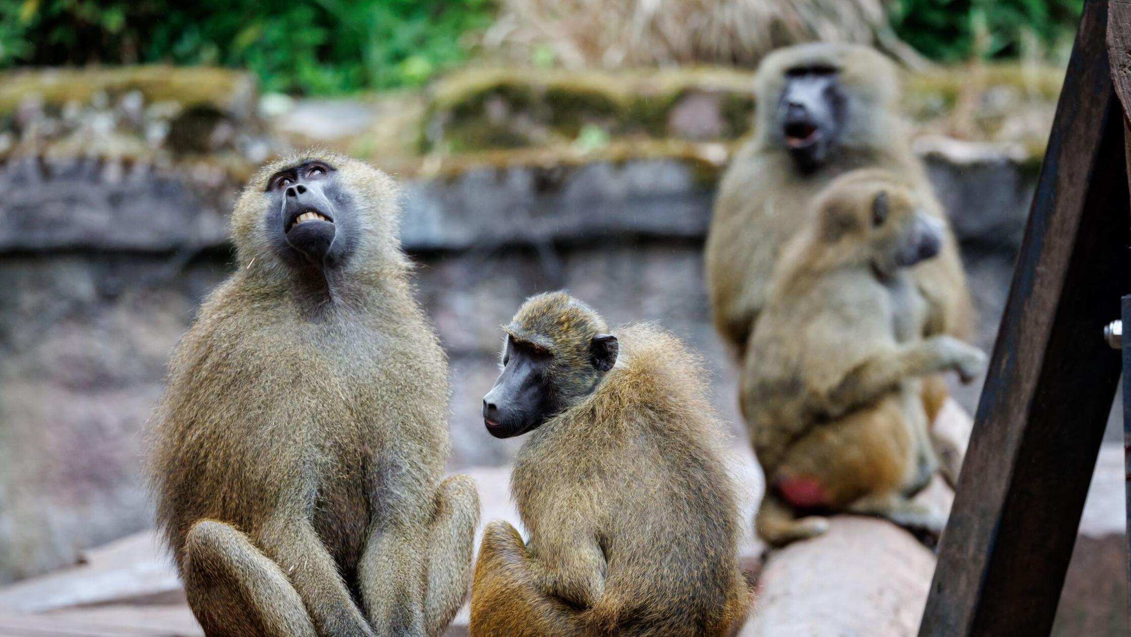 Debatte über Pavian-Tötung - Tiergarten ein Tag geschlossen