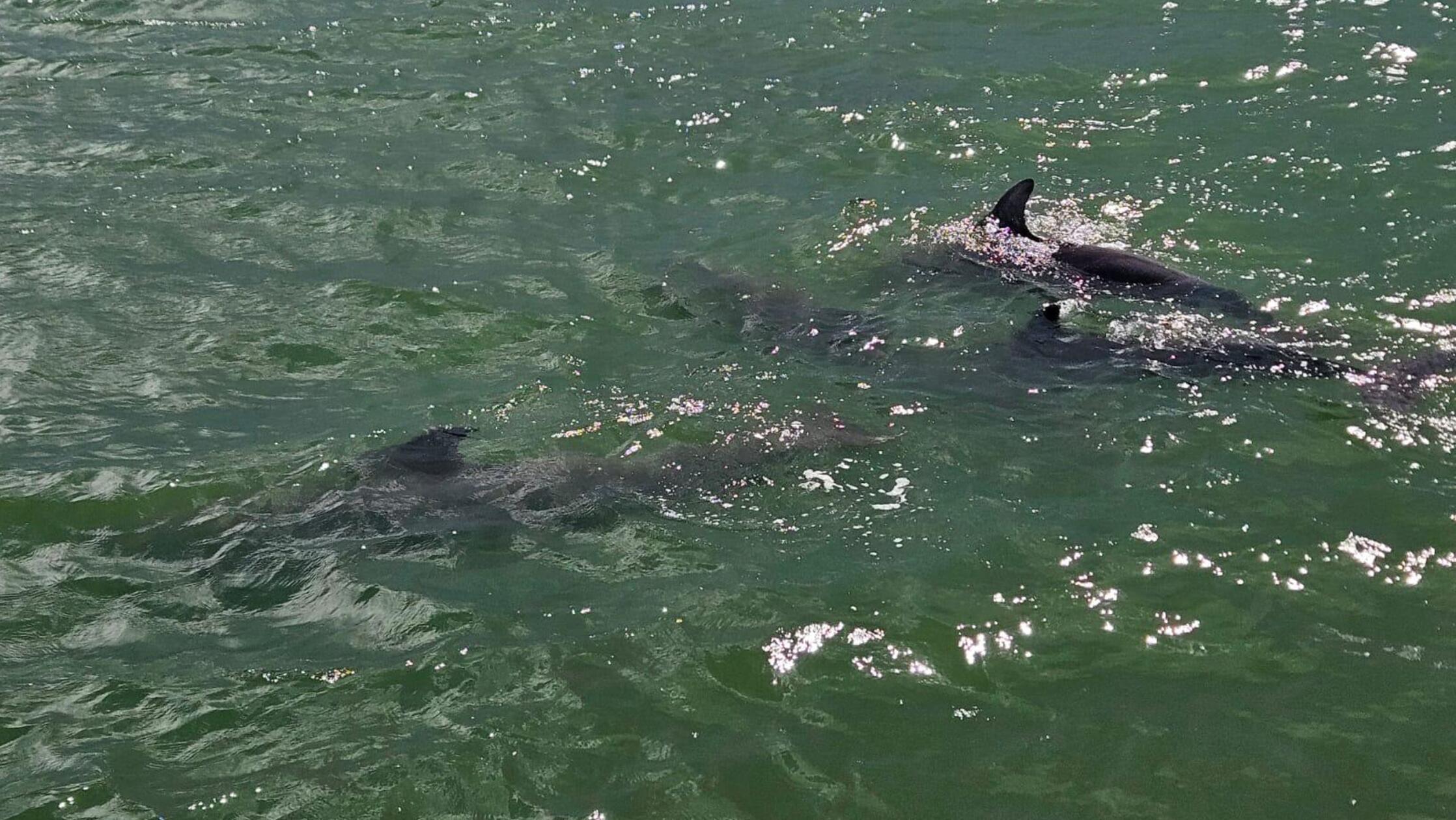 Ebenfalls Bewohner der Gewässer um Fort Myers und seine Inseln sind die Delfine. Neugierig, wie diese Tiere sind, kommen sie auch oft sehr nah an die Boote der Menschen ran.
