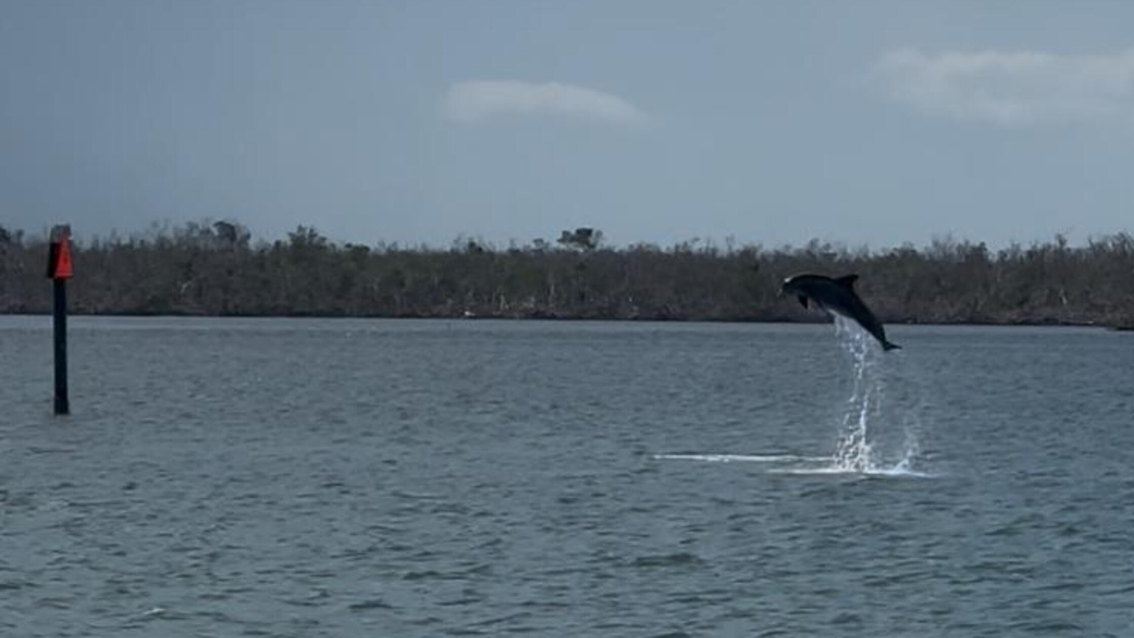 Widmet man den Delfinen genug Applaus und Aufmerksamkeit, zeigen sie gerne auch mal ihre Sprungkünste.