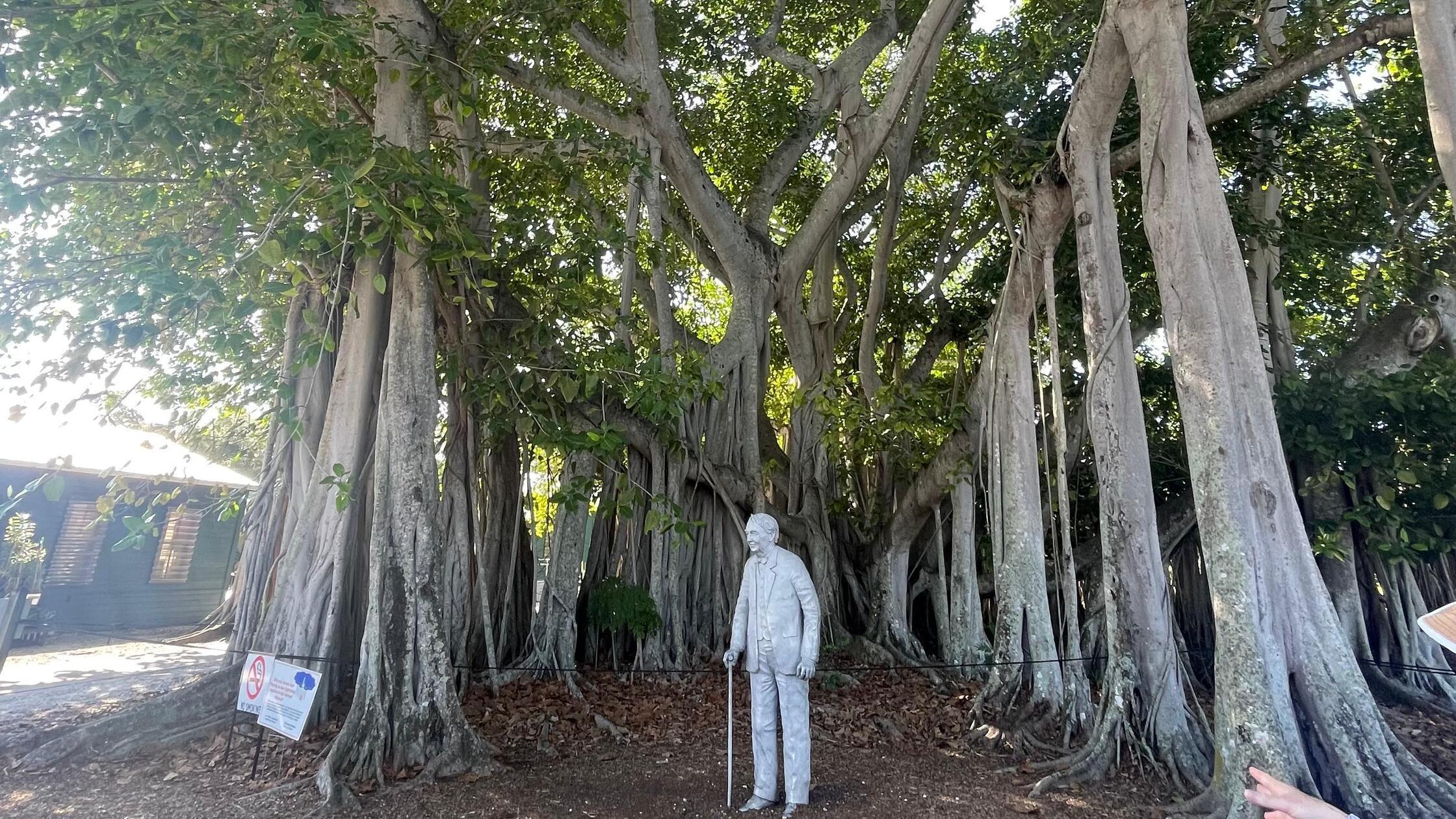 Direkt am Eingang der Anwesen und der Museums zu Edison und Fort, steht ein uralter, riesiger Banyanbaum. Er ist der größte seiner Art in den Vereinigten Staaten. Zwischen den typischen Luftwurzlen, mit denen der Baum sich immer weiter ausbreitet, steht eine Statue von Thomas Edison.