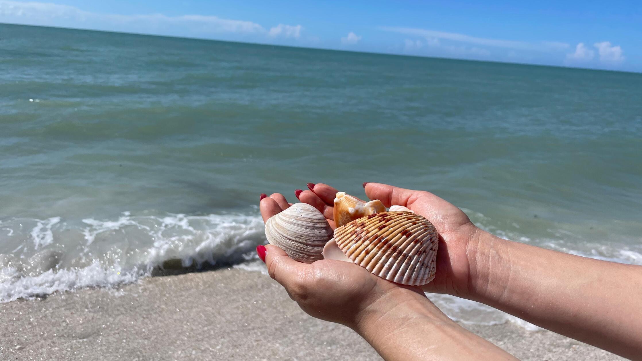 Die Insel Sanibel ist bekannt für seine außergewöhnliche Muschelvielfalt und wird sogar weltweit als die Hauptstadt der Muscheln bezeichnet.