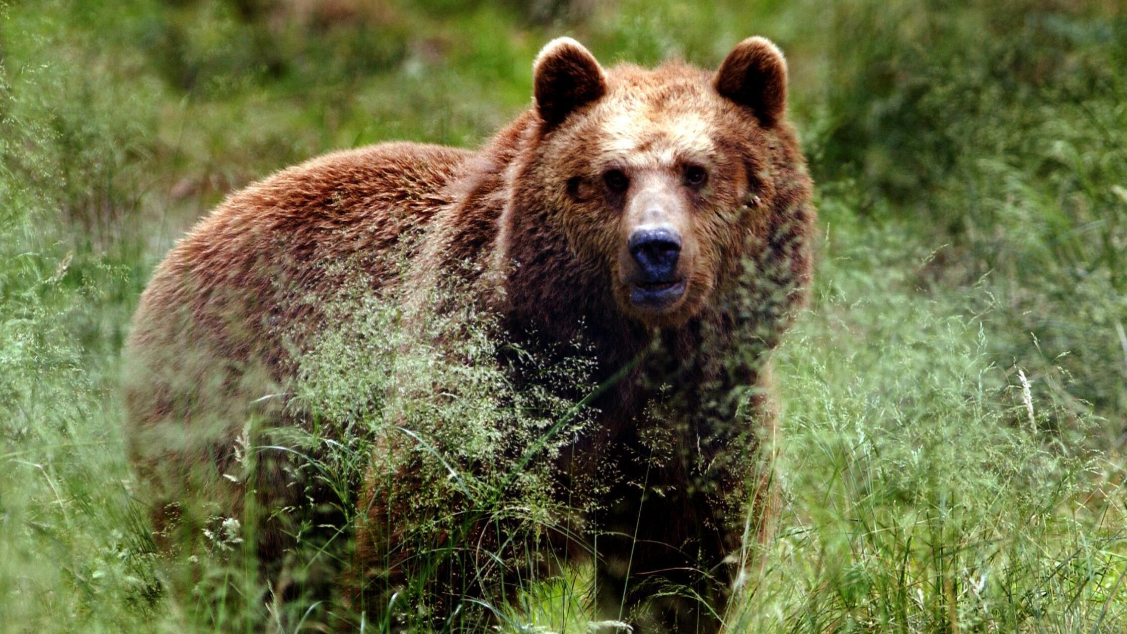 V Avstriji medved pokončal dva osla, rjavi medvedi pogosto videni na Tirolskem
