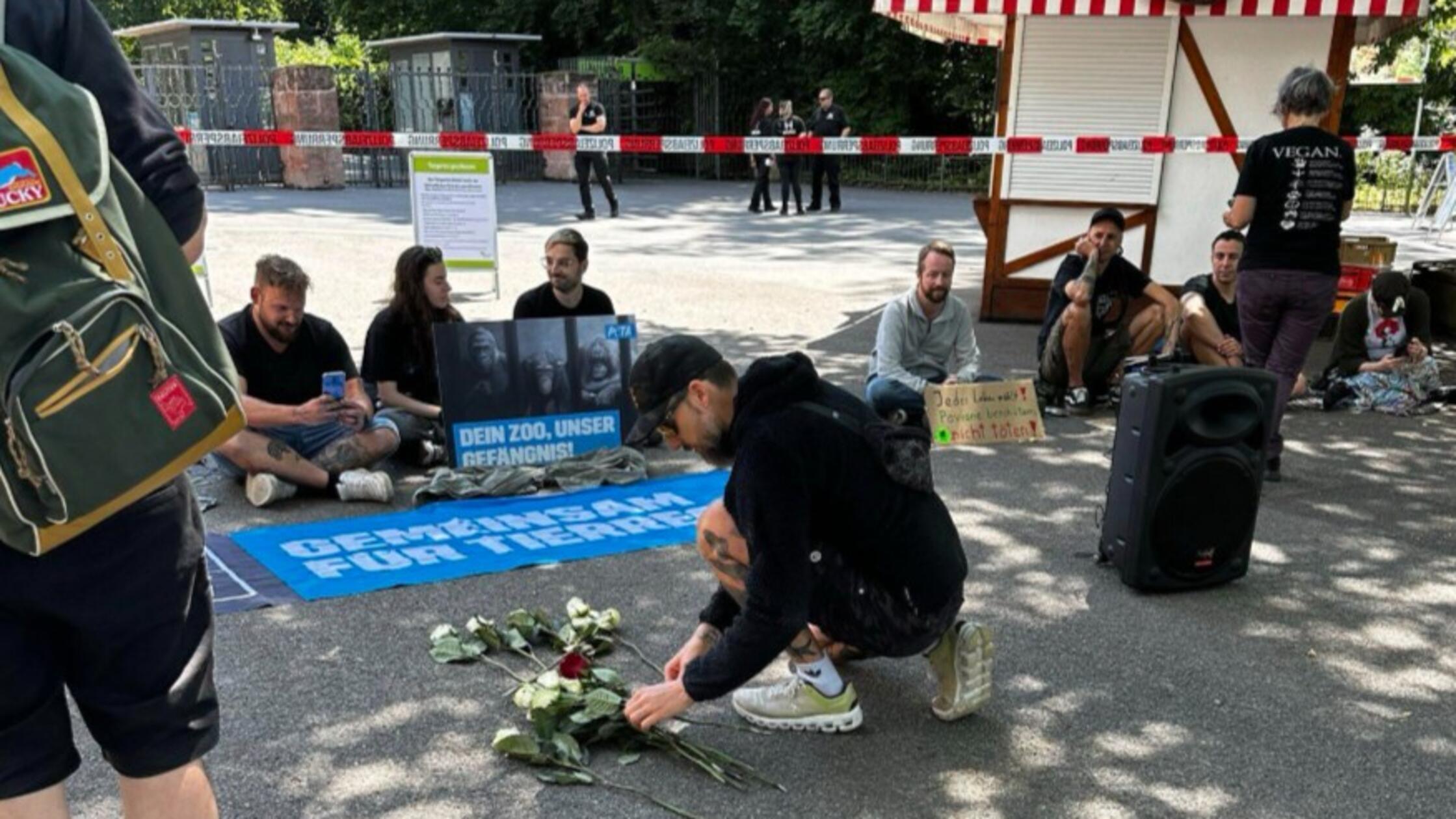 Nürnberški živalski vrt kljub protestom usmrtil pavijane