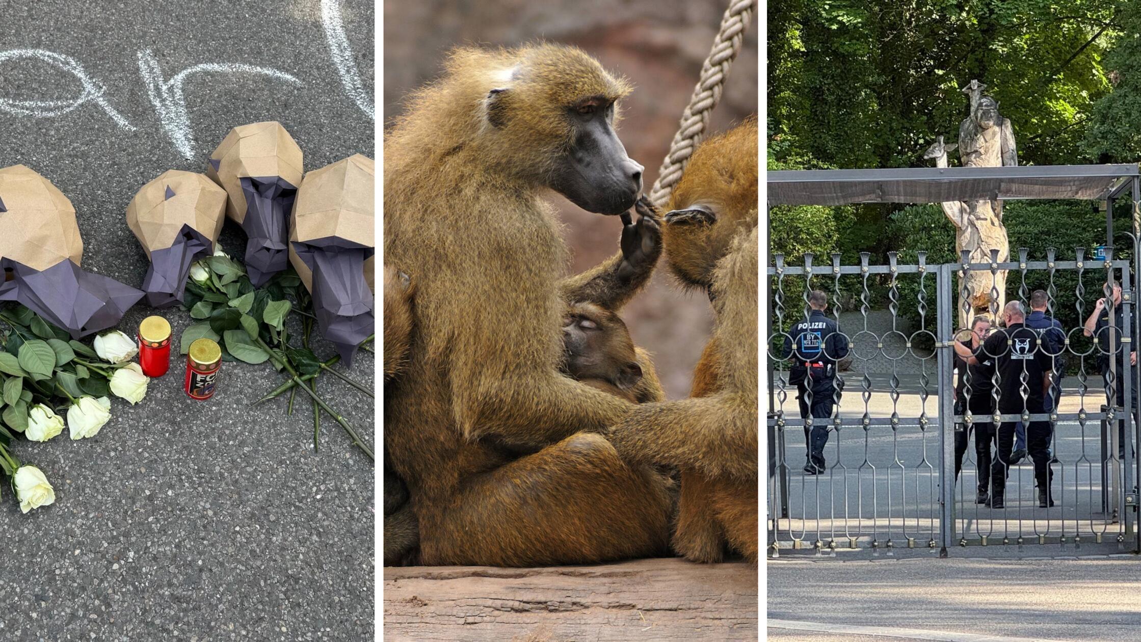 Tiergarten Nürnberg hat zwölf Paviane erschossen und verfüttert - Shitstorm im Netz
