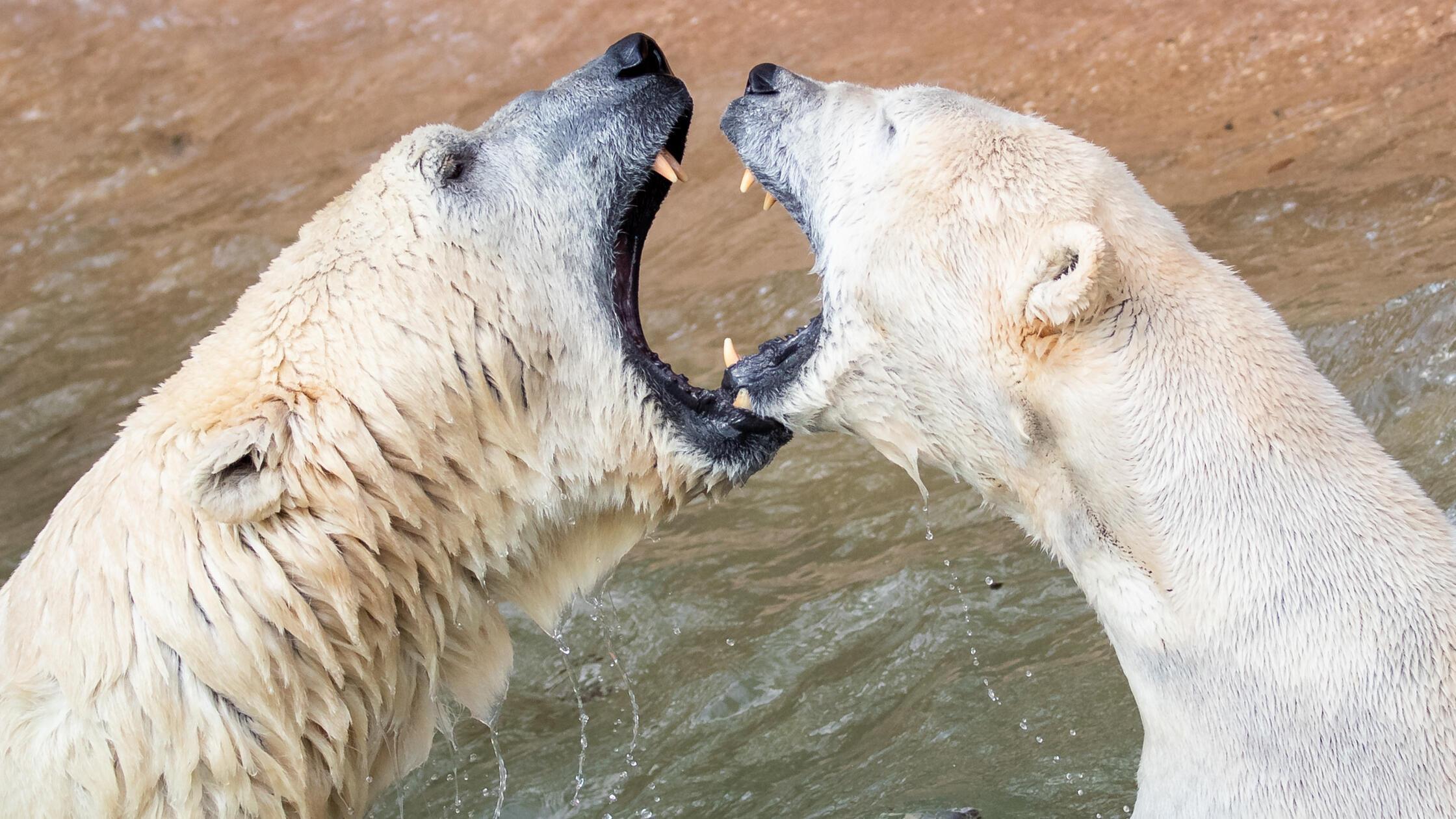 urn:newsml:dpa.com:20090101:190411-90-022644