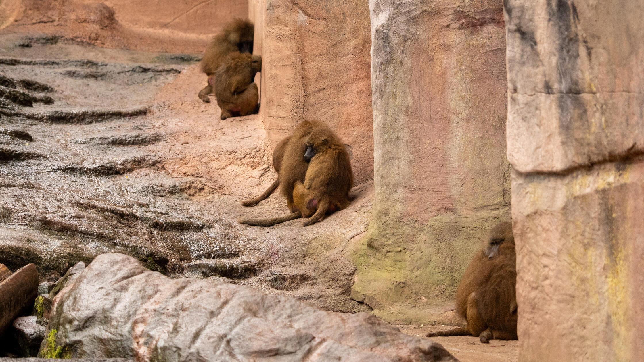 Zwölf Paviane getötet: Tausende User fluten Kommentarspalte des Tiergartens