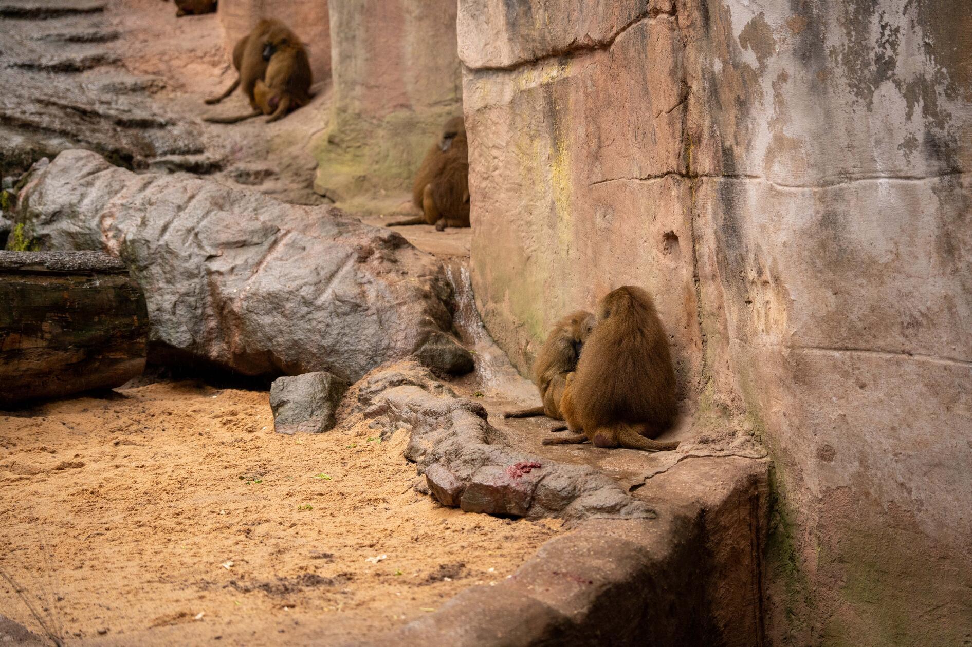 Am Dienstag (29.07.2025) hat der Nürnberger Tierga