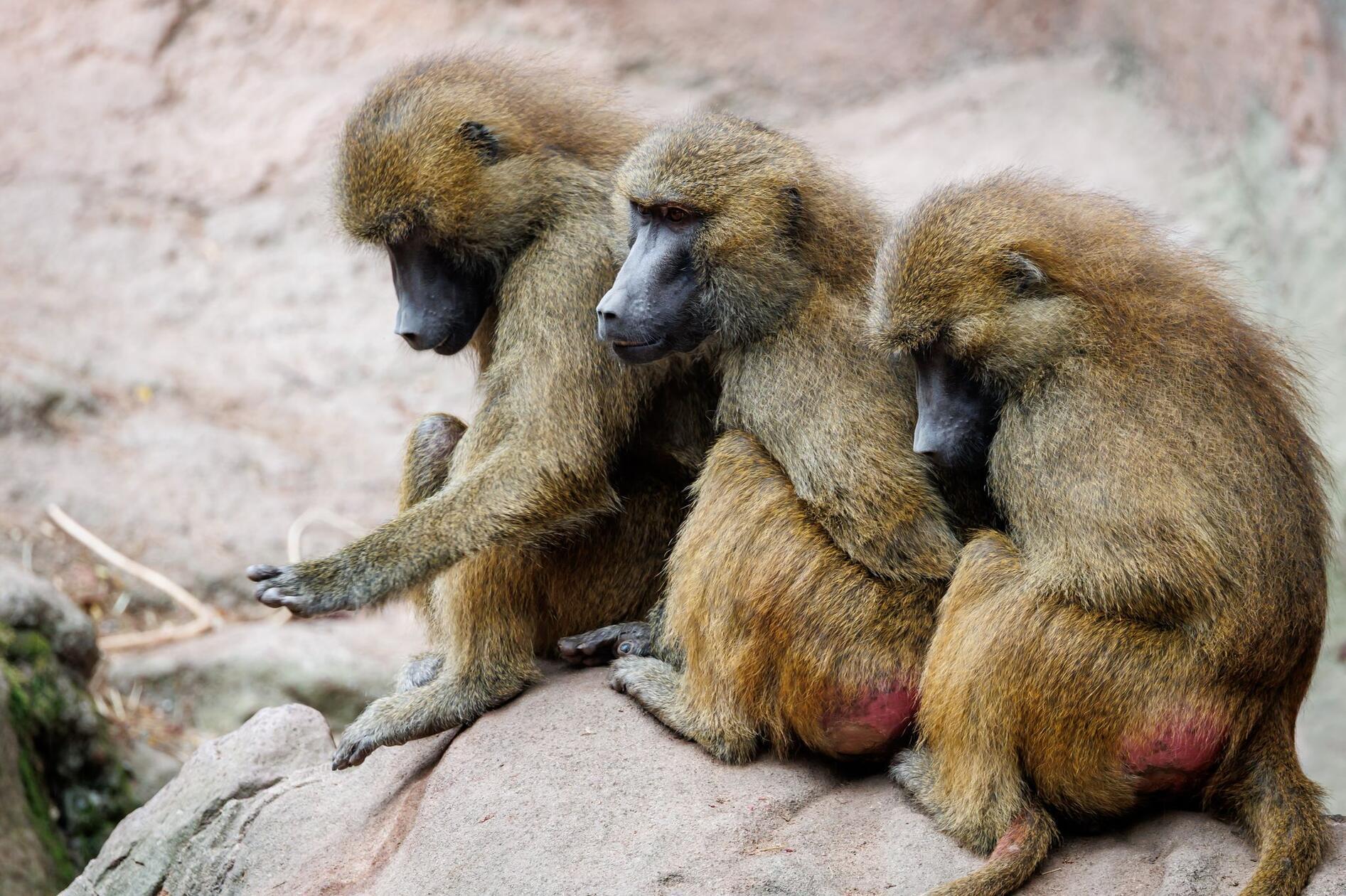 All der Protest war jedoch vergebens: Am Nachmittag teilte der Zoo mit, dass zwölf gesunde Tiere getötet wurden.