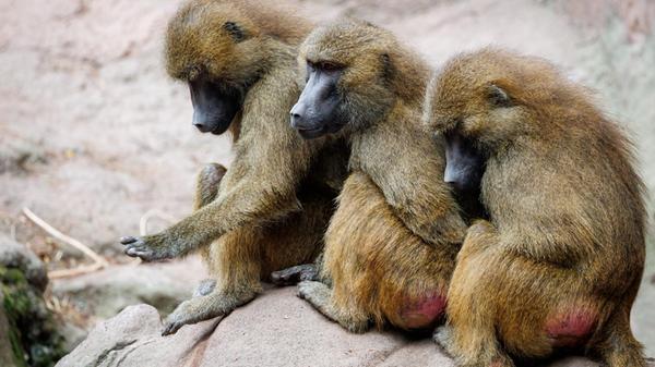 All der Protest war jedoch vergebens: Am Nachmittag teilte der Zoo mit, dass zwölf gesunde Tiere getötet wurden.
