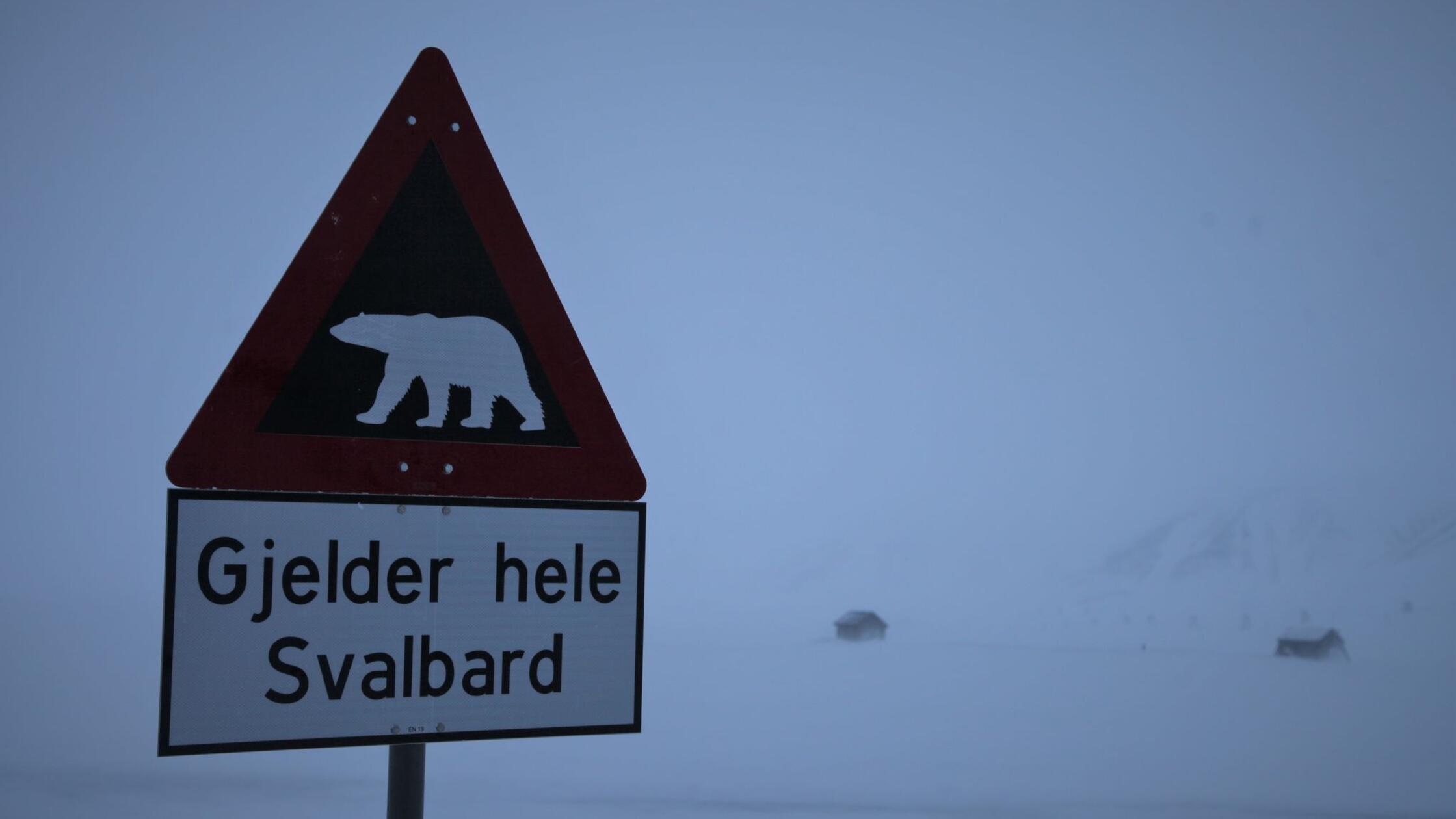 Eisbär auf Spitzbergen erschossen