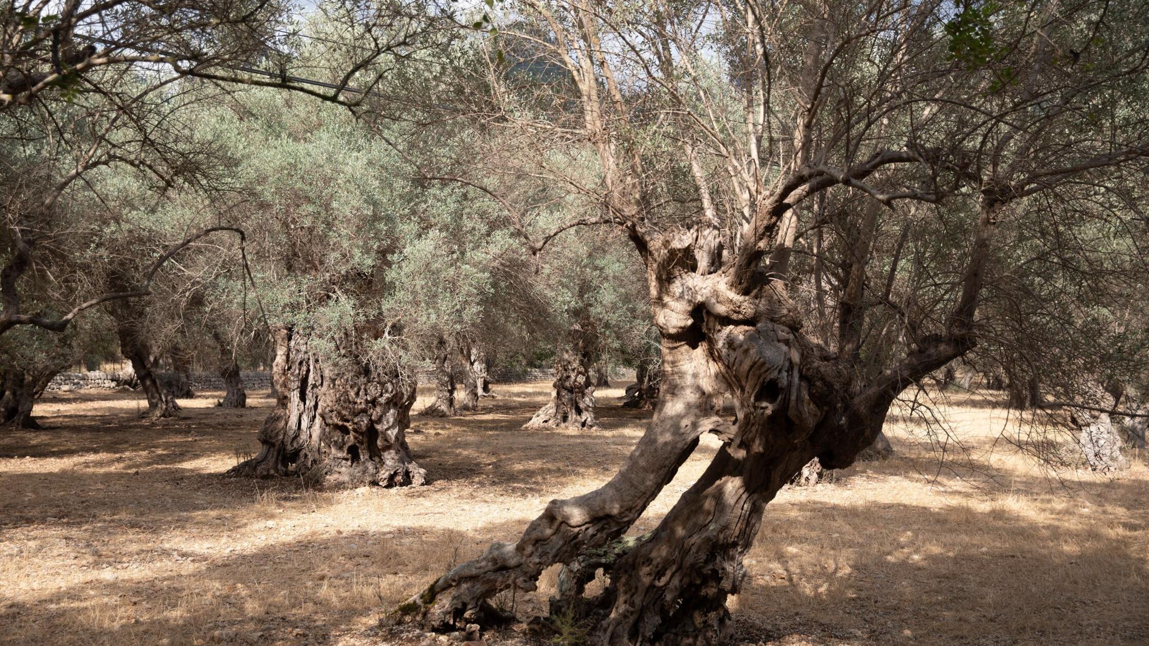 Wasserknappheit im Landesinneren Mallorcas