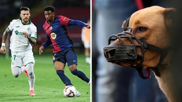 2025-07-31_11-28_collage