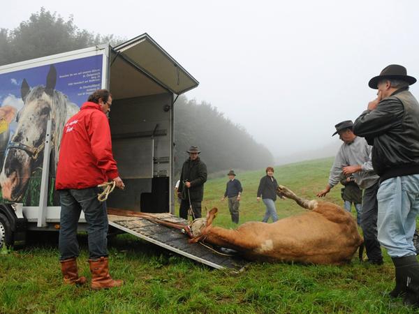 Willkommen daheim! Kuh Yvonne hat sich gestellt