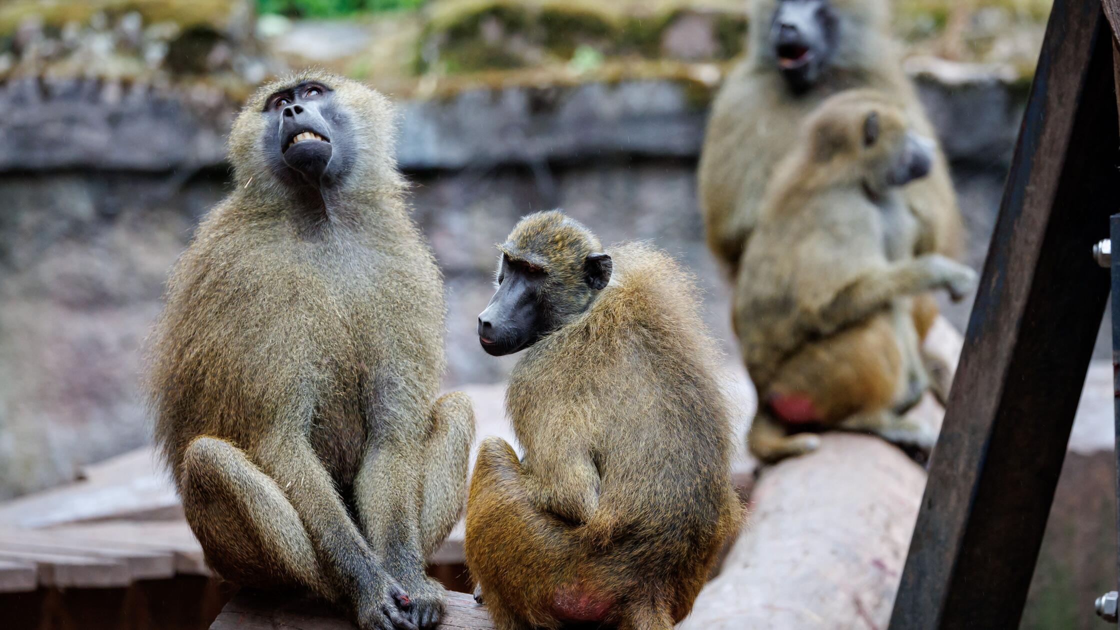 Guinea-Paviane im Tiergarten Nürnberg925.jpg