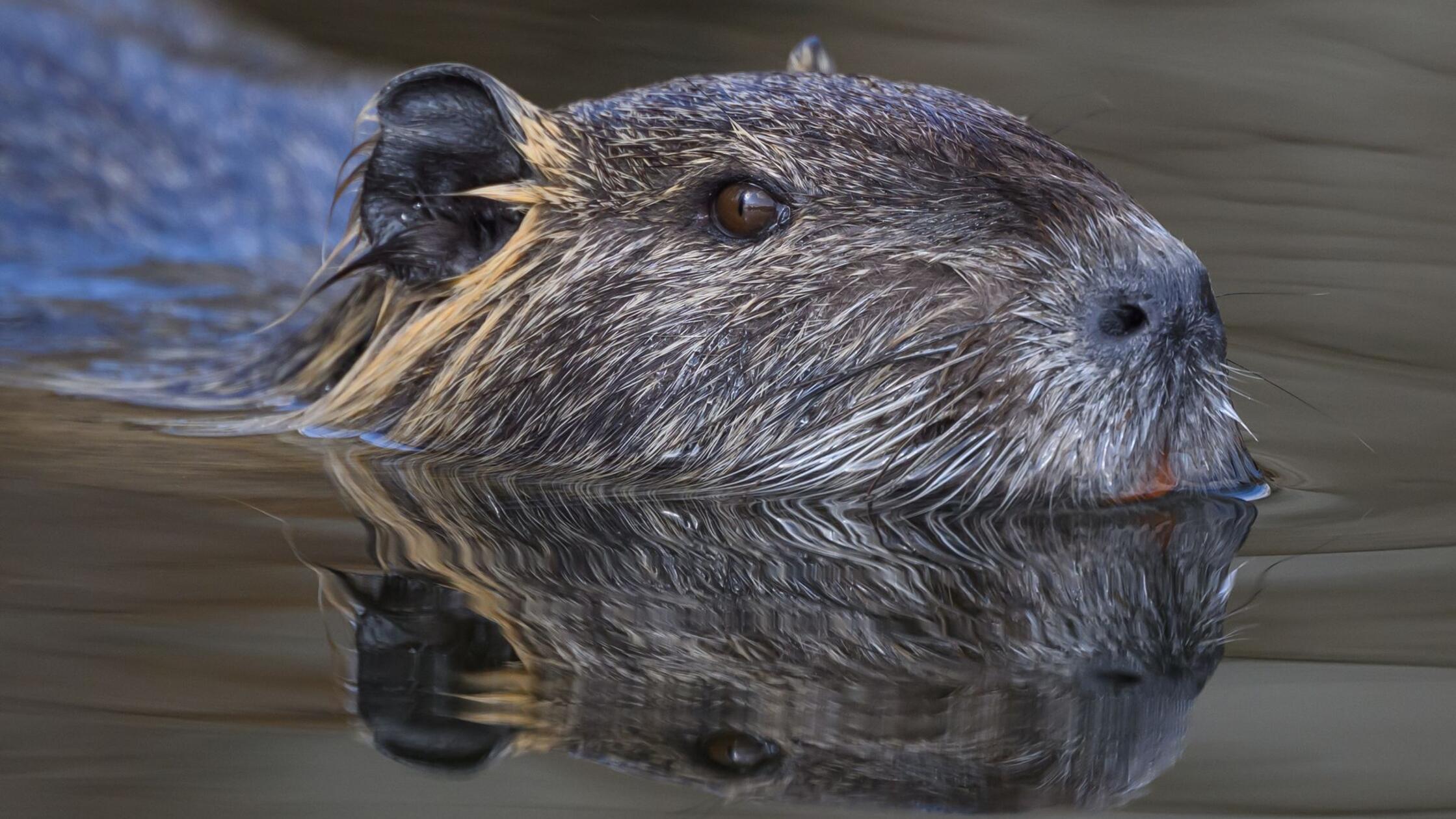Warum mehr Nutrias eine Gefahr für den Hochwasserschutz sind