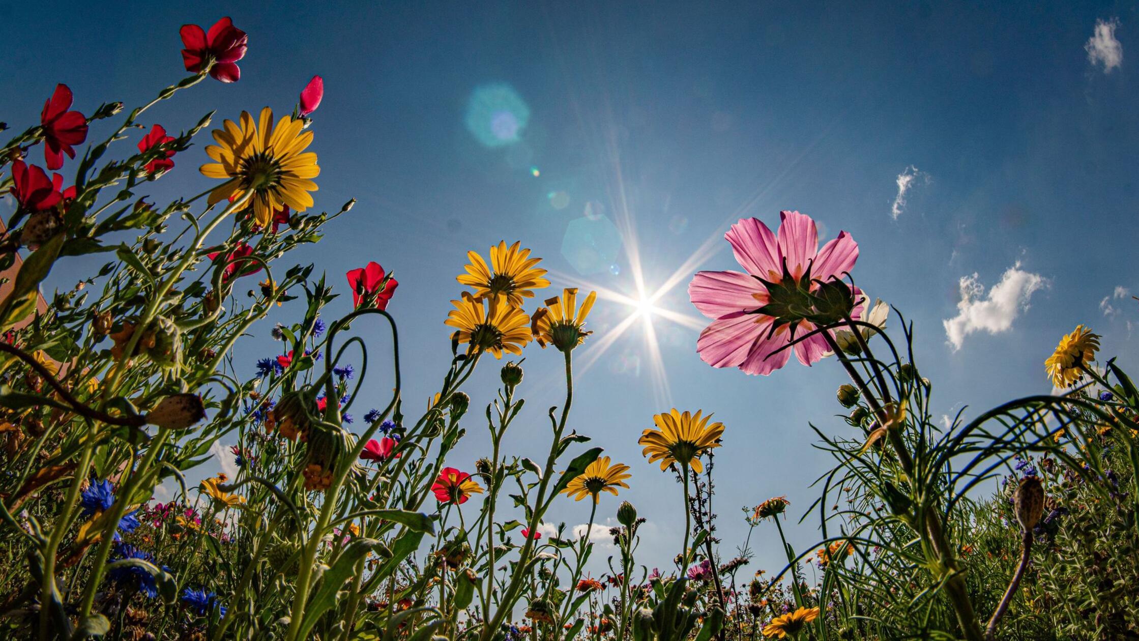 „Endlich Sommer“: Warme Prognosen für Bayern