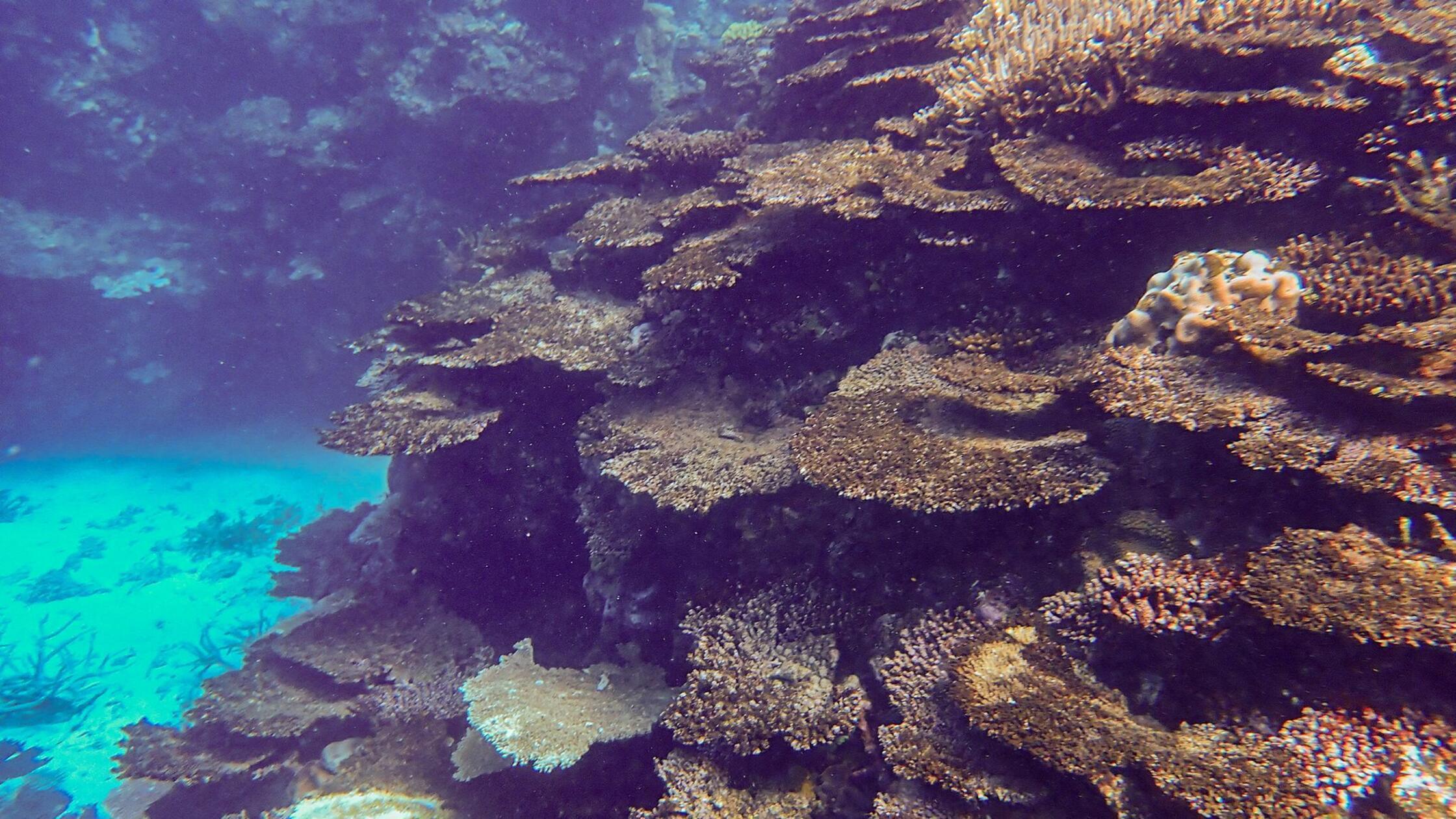 Riff am Limit: Great Barrier Reef verliert massiv Korallen