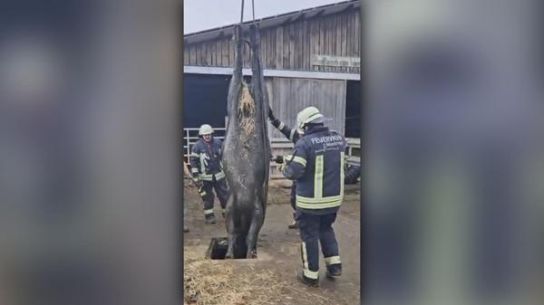 Bulle Güllegrube Megesheim Polizei