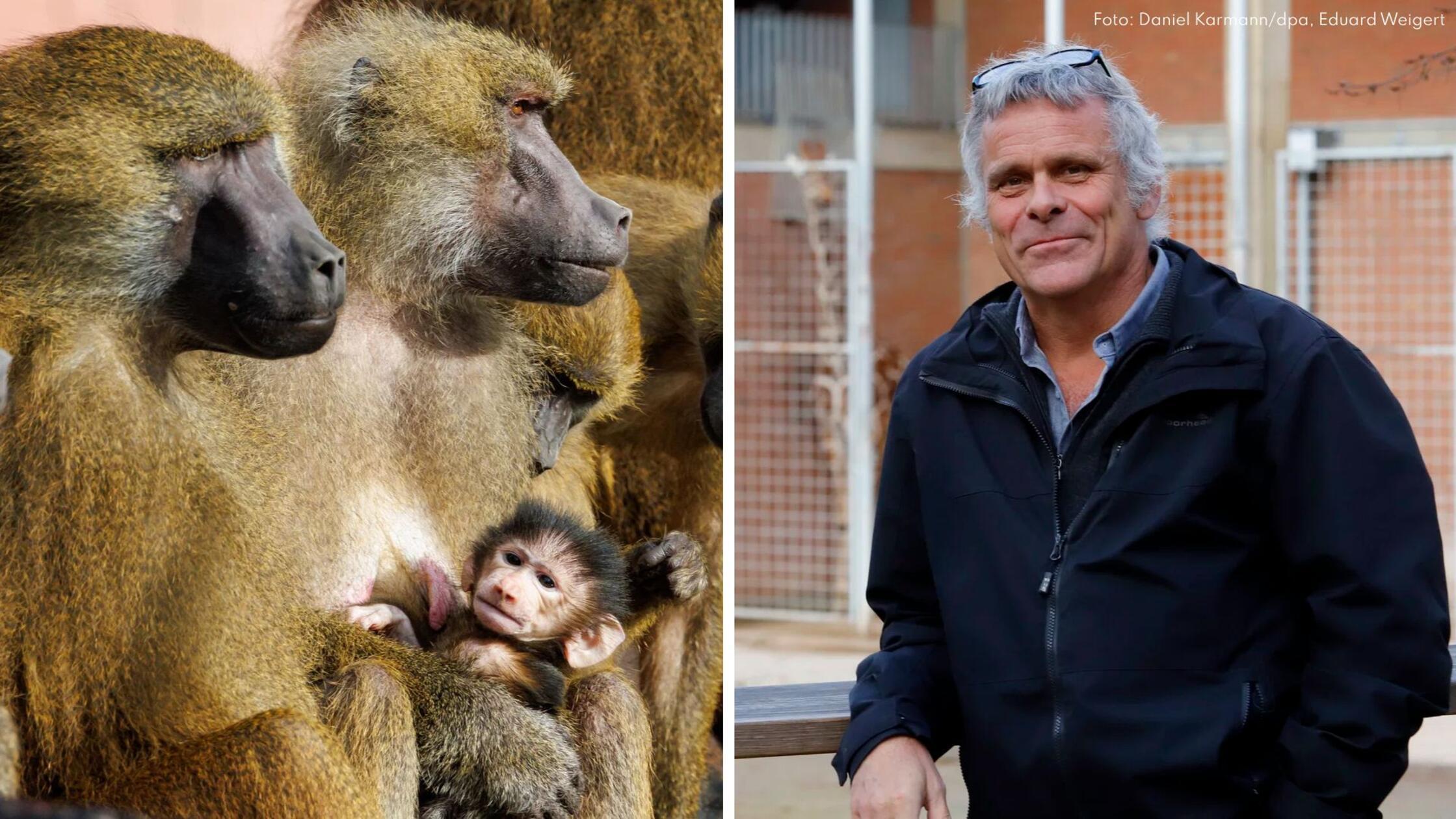 Collage: Paviane, Dag Encke