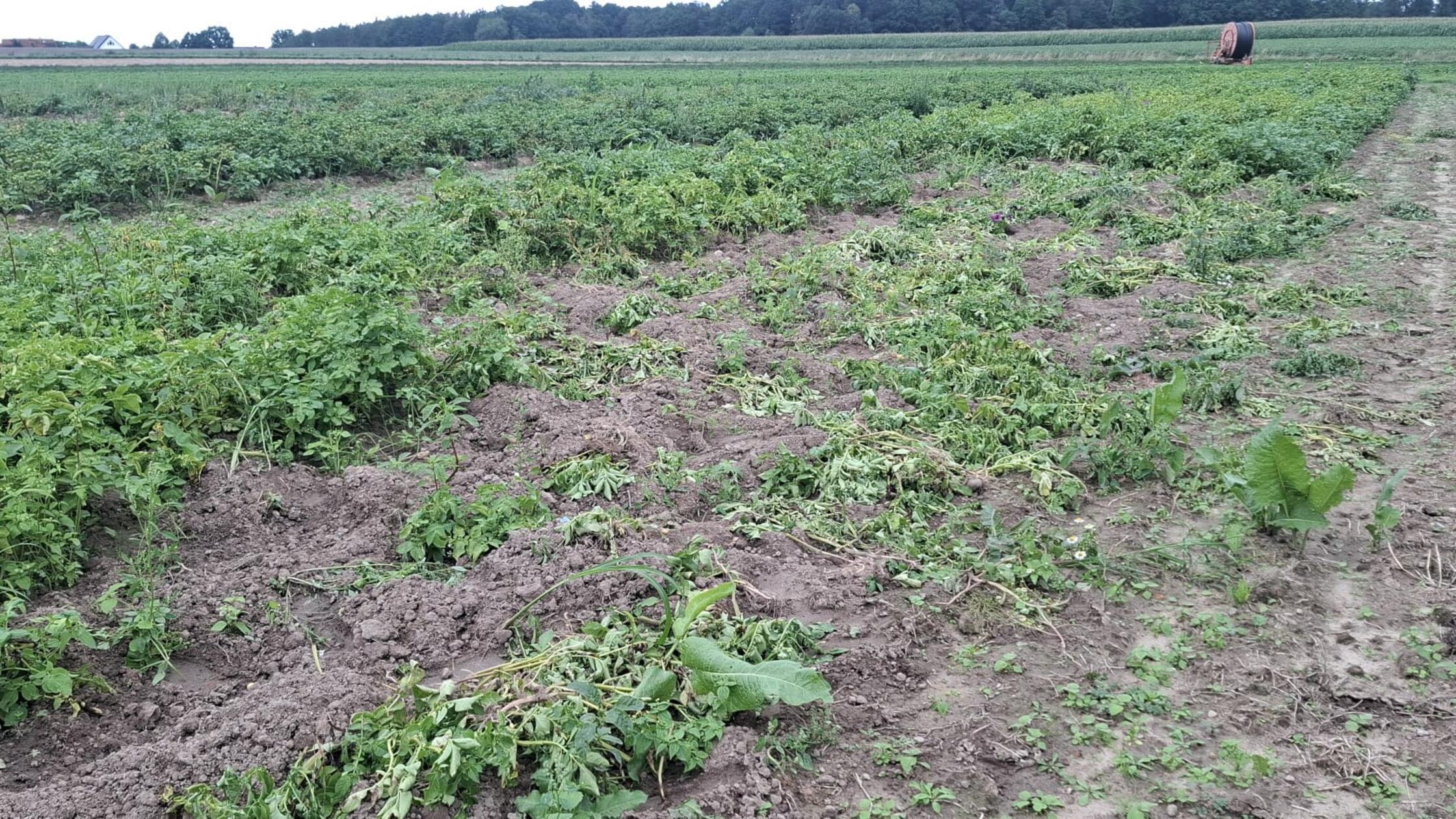 Kartoffeln gestohlen