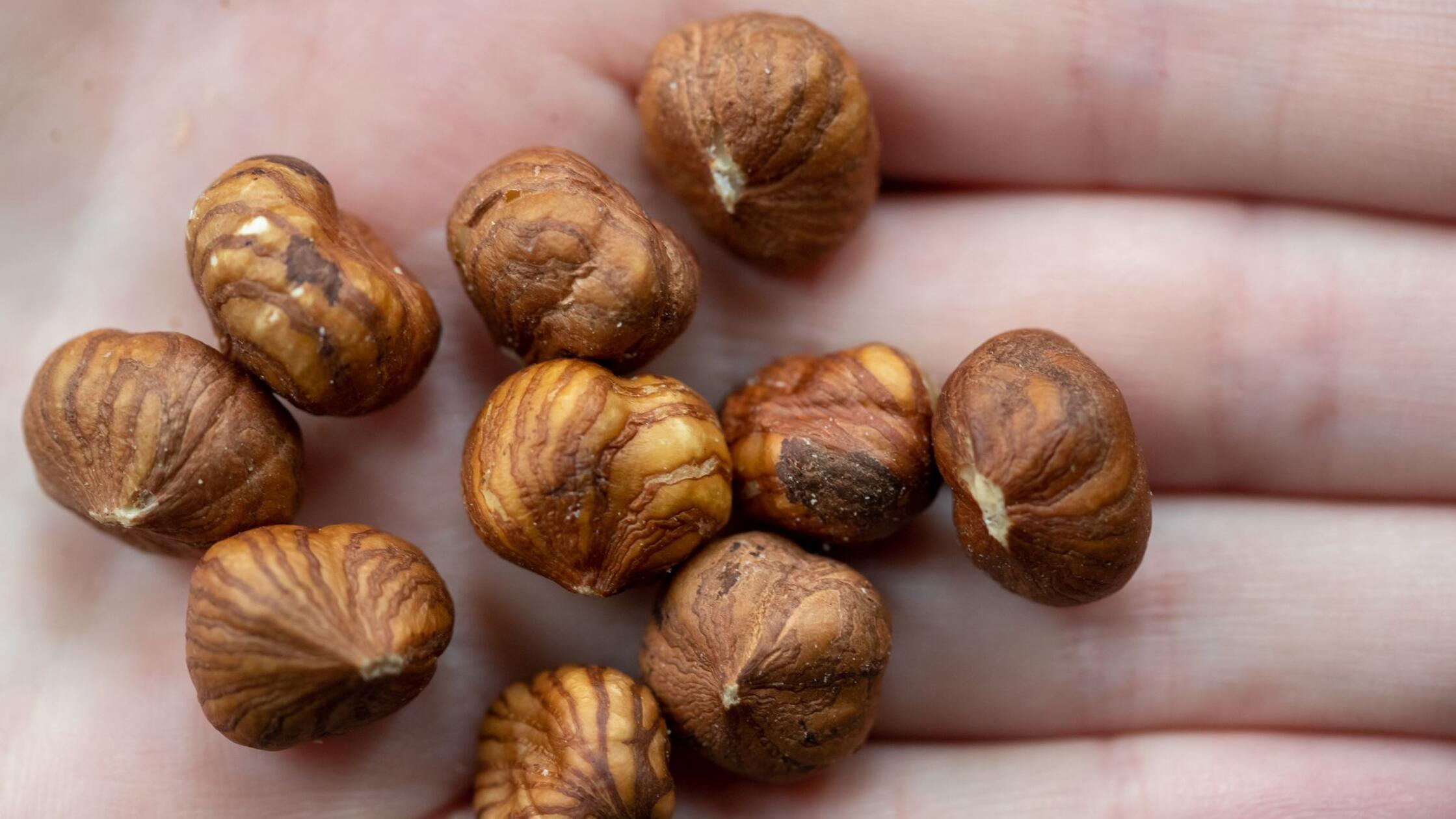 Haselnüsse werden teurer, auch wegen des Klimawandels