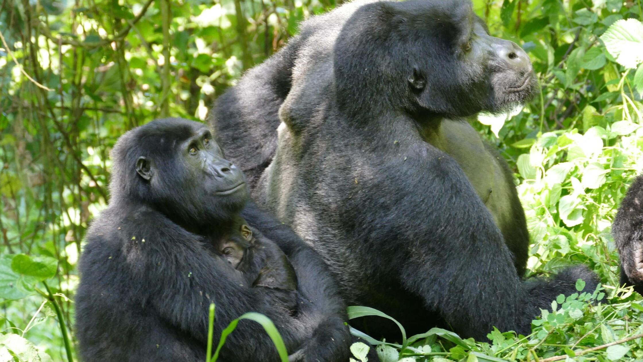 Berggorillas: Muskeln entscheiden nicht über sozialen Rang