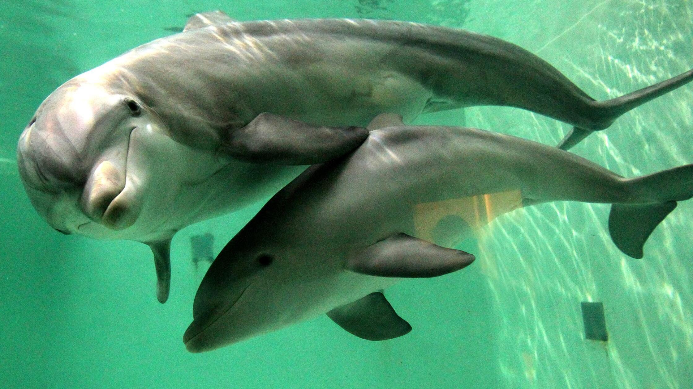 Delfine gestört: Jetski-Fahrern droht hohe Geldbuße