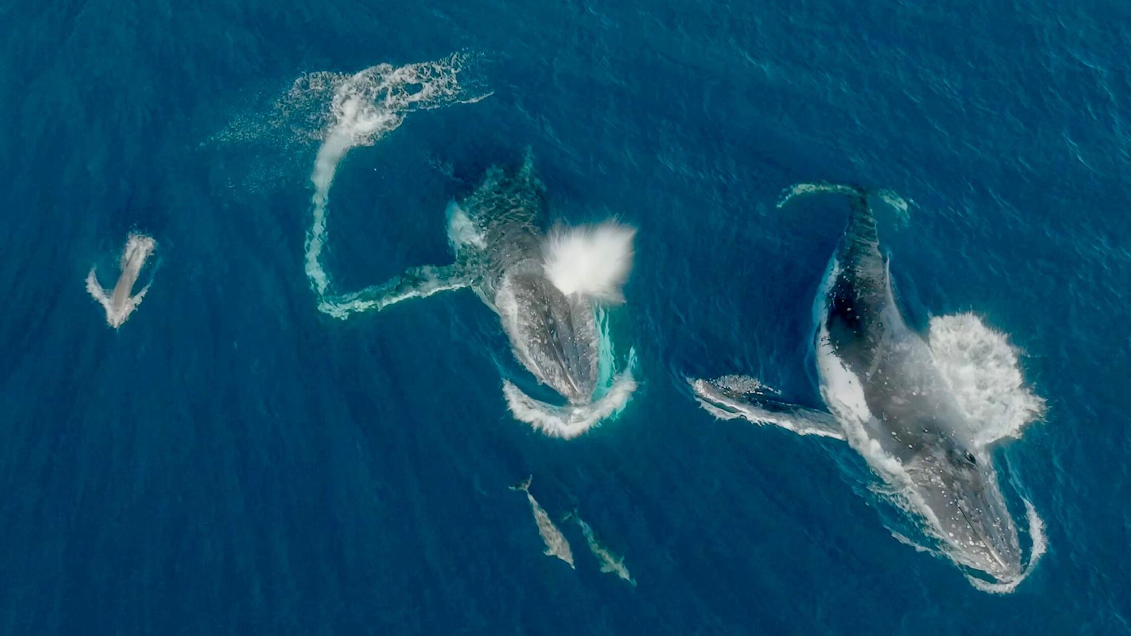 Forscher: Wale und Delfine spielen miteinander